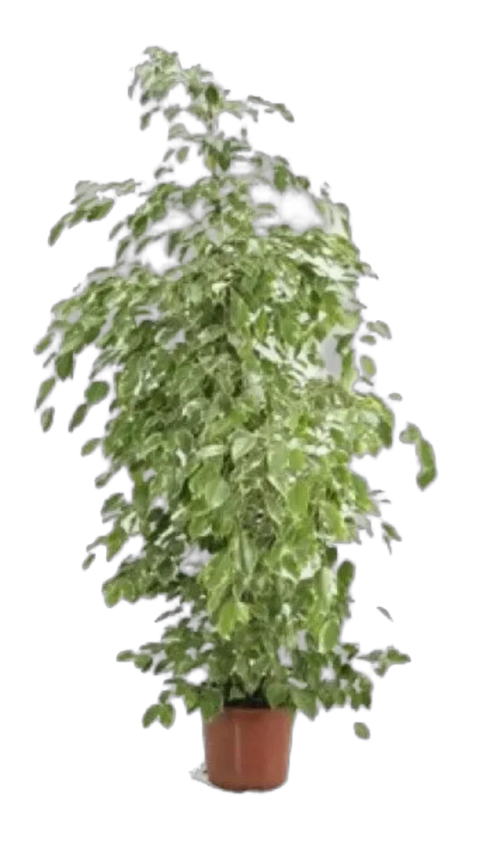 Фикус Бенджамина Голден Кинг - Ficus benjamina Golden King D34 H170