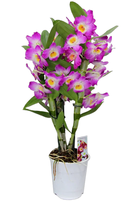 Дендробиум Нобиле розовый - Dendrobium nobile D14 H40