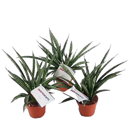 Сансевиерия Мото - Sansevieria Moto D10 H25