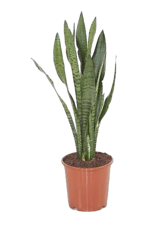 Сансевиерия зейланика - Sansevieria Zeylanica D14 H50
