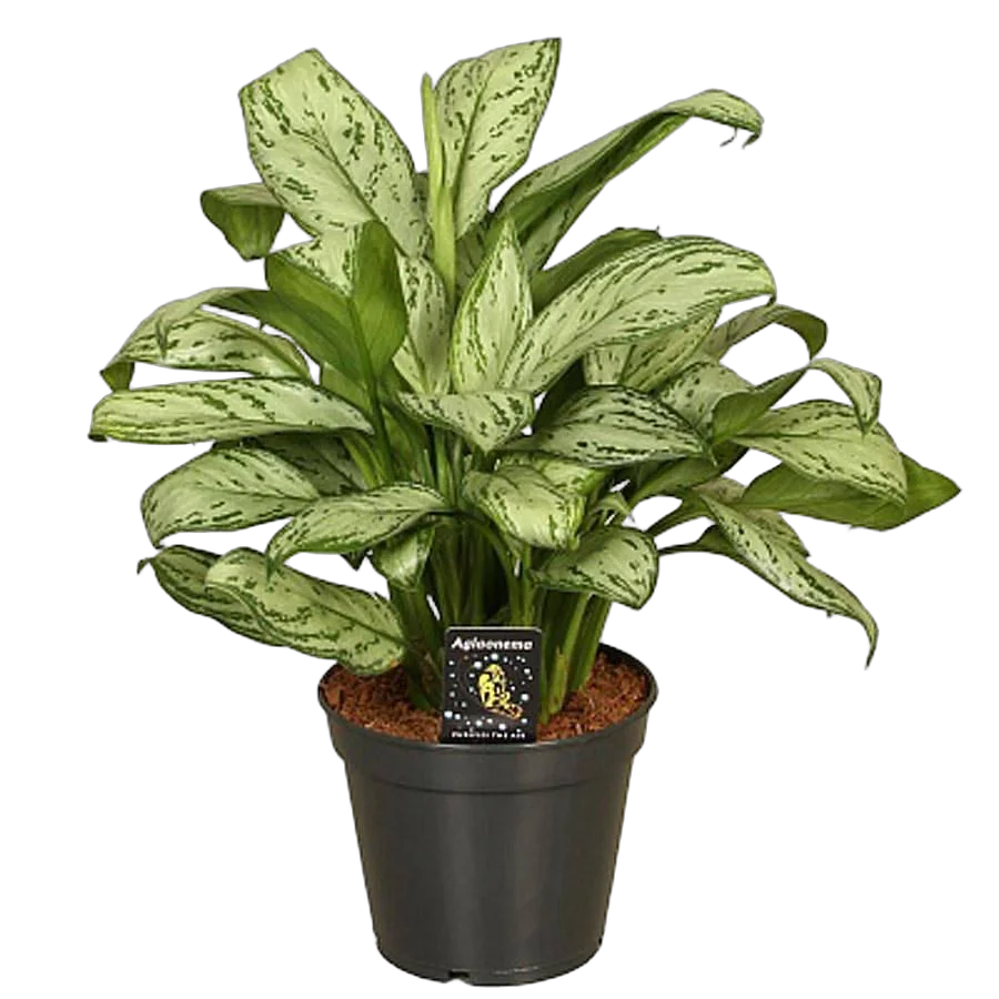 Аглаонема Мария Кристина - Aglaonema Maria D15 H40