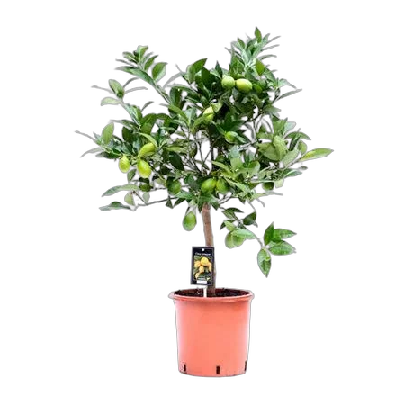 Лаймкват - Citrus Limequat On Stem D22 H80