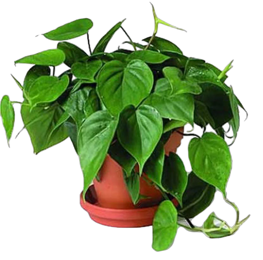 Филодендрон Сканденс, лазящий - Philodendron scandens D12 H25