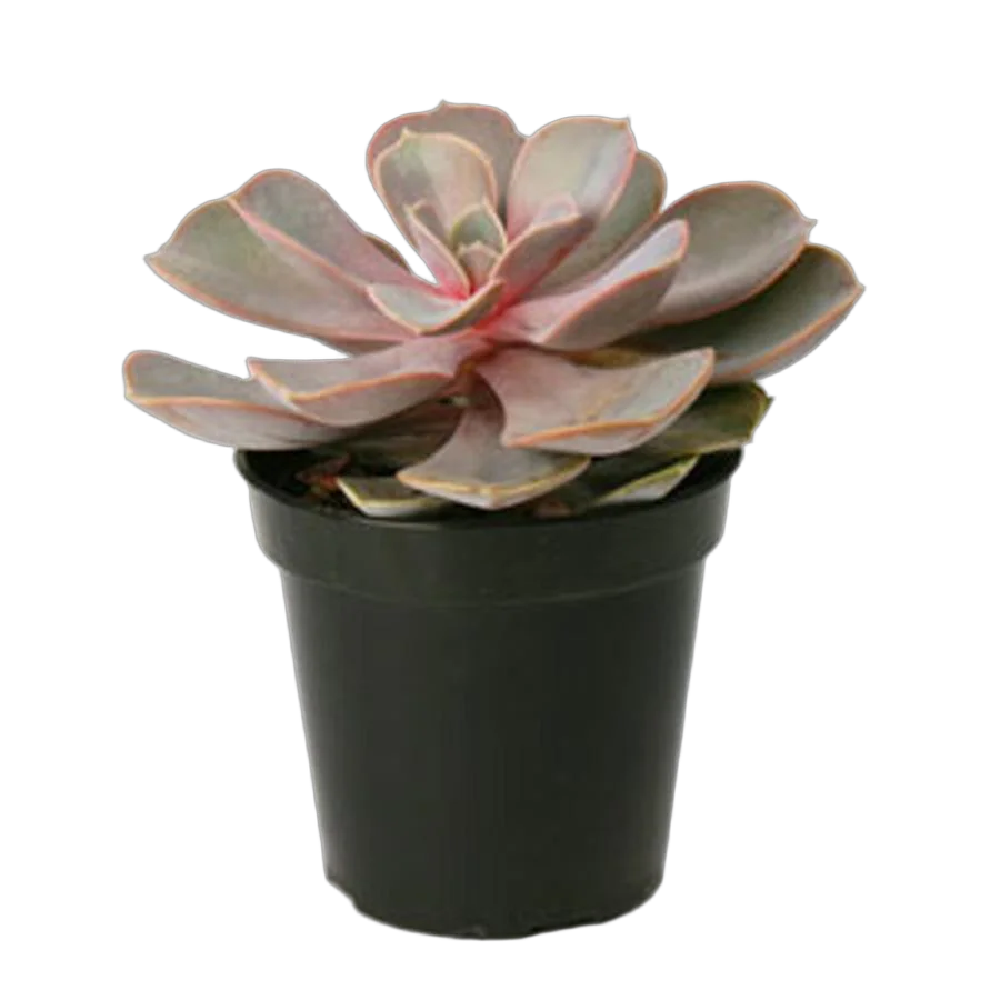 Эхеверия горбатоцветковая жемчужина Нюрнберга - Echeveria Perle von Nurnberg D5 H10