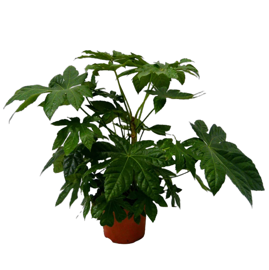 Фатсия японская - Fatsia japonica  D18 H80