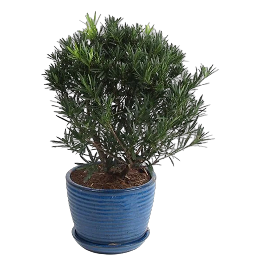 Подокарпус - Podocarpus D23 H60