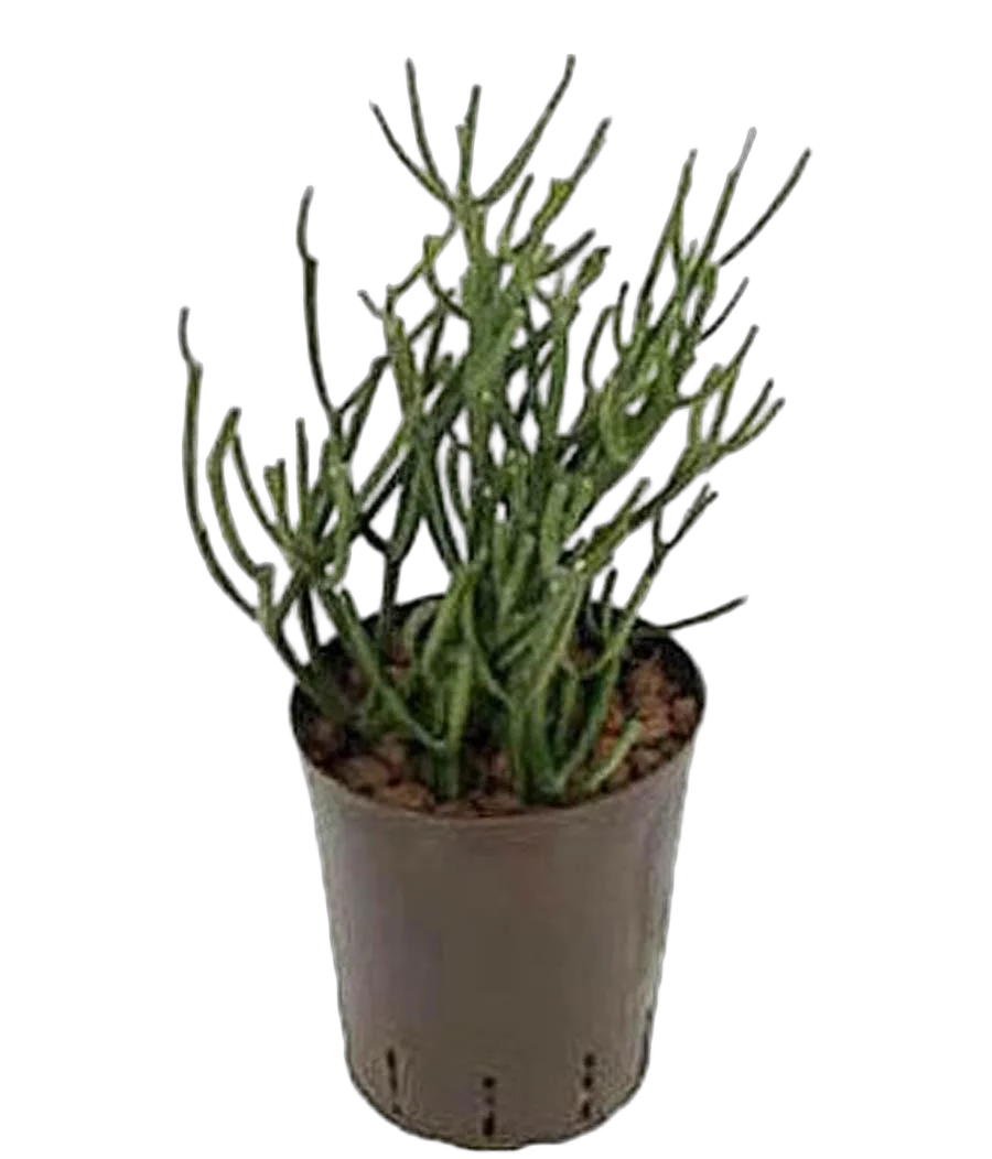 Молочай тирукалли - Euphorbia tirucalli D12 H20