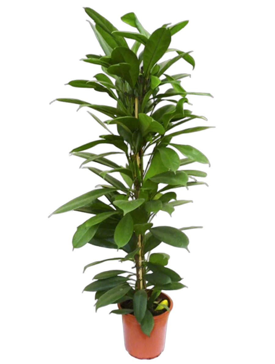 Фикус Циатистипула - Ficus Cyatistipula Zuil D24 H120