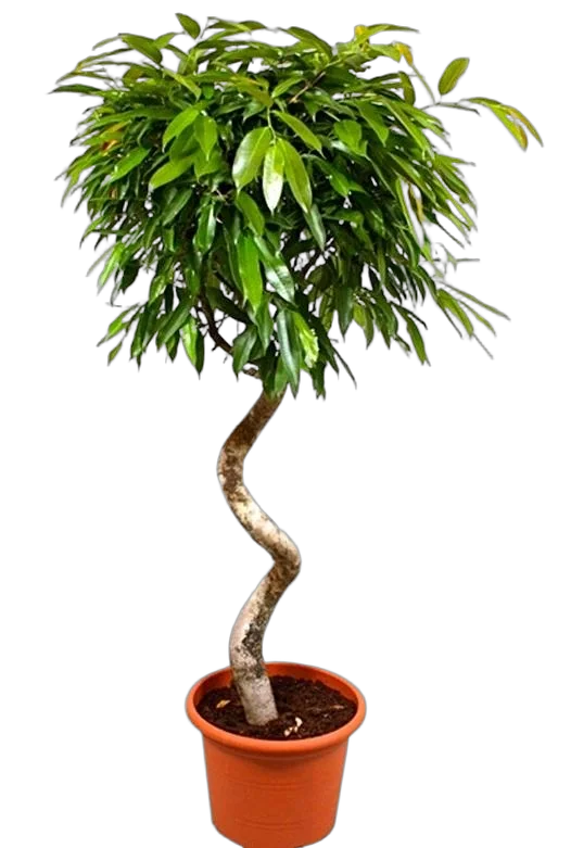 Фикус Биннедика Али спираль - Ficus binnendijkii Alii D30 H160