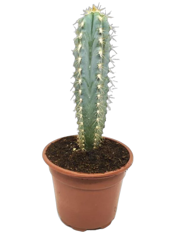 Цереус Перуанский, цереус ночной, или репандус - Cereus repandus D15 H40