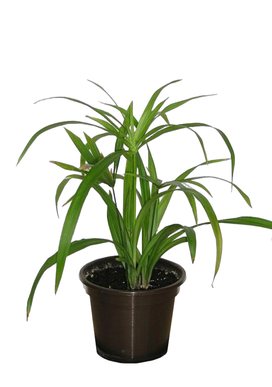 Циперус раскидистый - Cyperus diffusus D9 H20