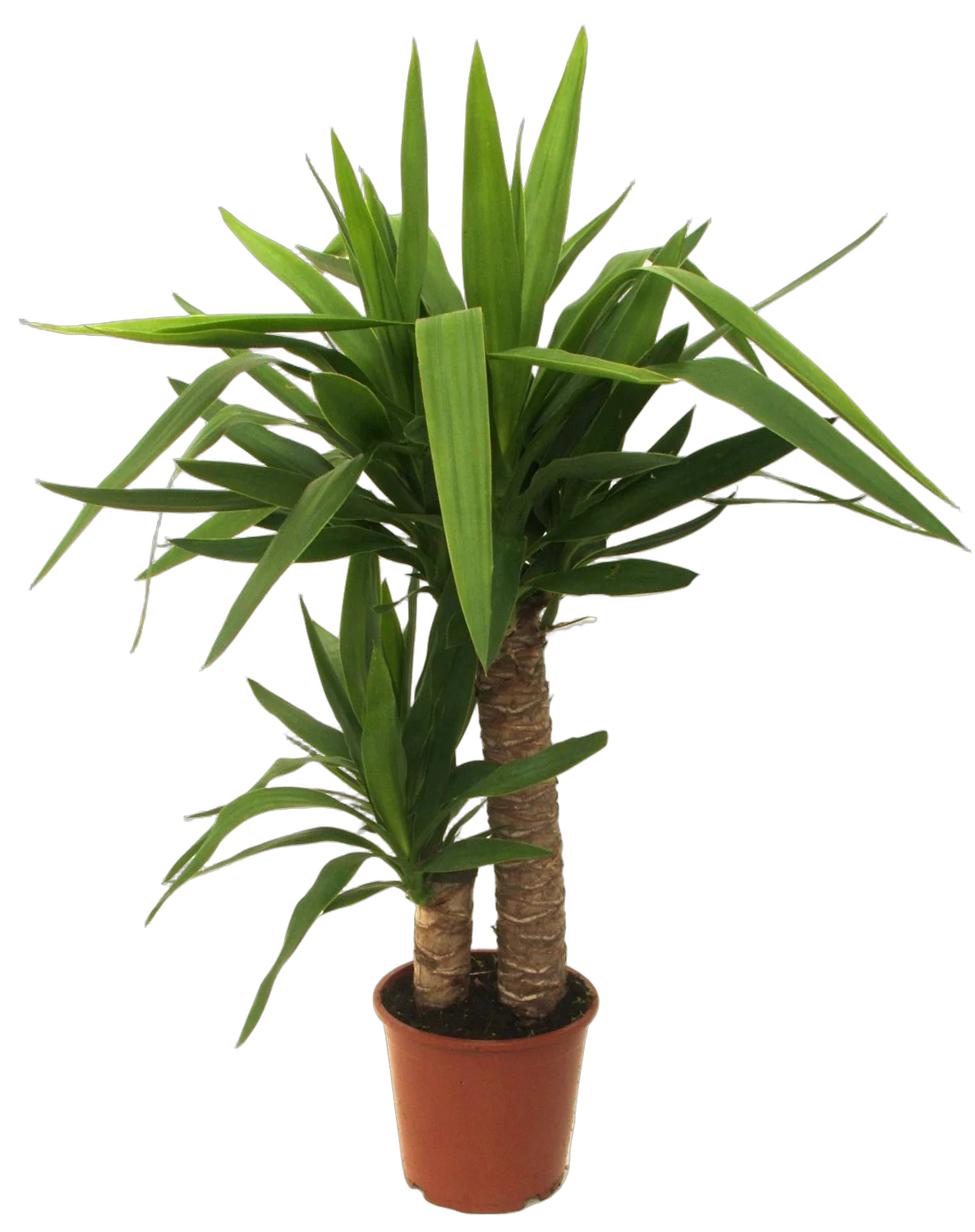 Пальма Юкка - Yucca D15 H60