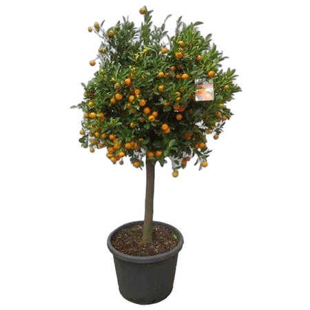 Мандарин 200 см