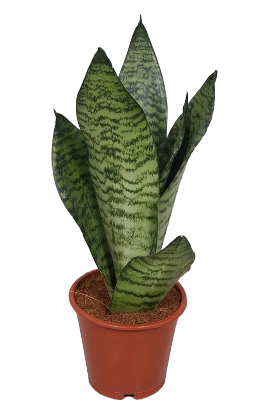 Сансевиерия Зейланика Компакта - Sansevieria zeylanica compacta D15 H45