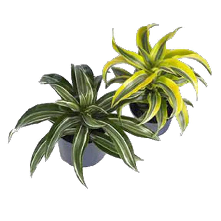 Драцена деремская (душистая) Сюрприз - Dracaena fragrans surprise D9 H15