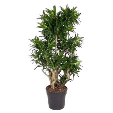 Драцена Рефлекса D31 H130