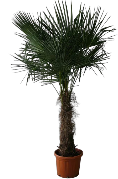 Пальма Хамеропс Хумилис - Chamaerops Humilis D60 H250