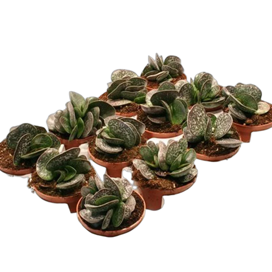 Адромискус Гребенчатый - Adromischus Cristatus D5 H10