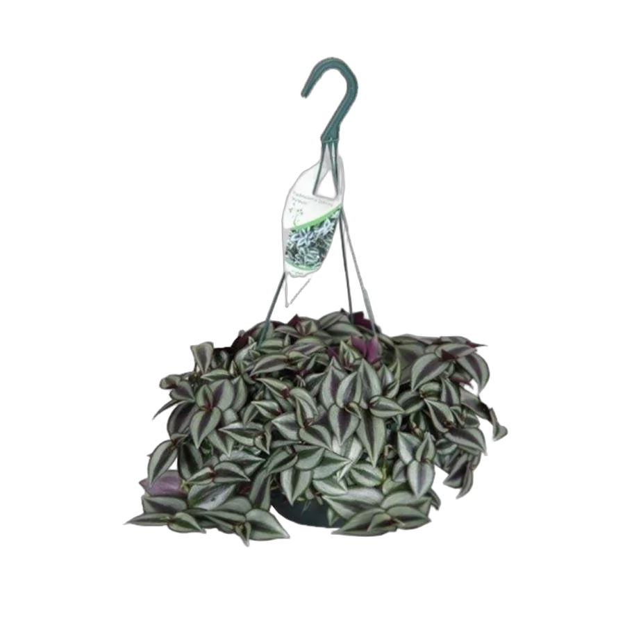 Традесканция - Tradescantia zebrina Purpusii D15 H30