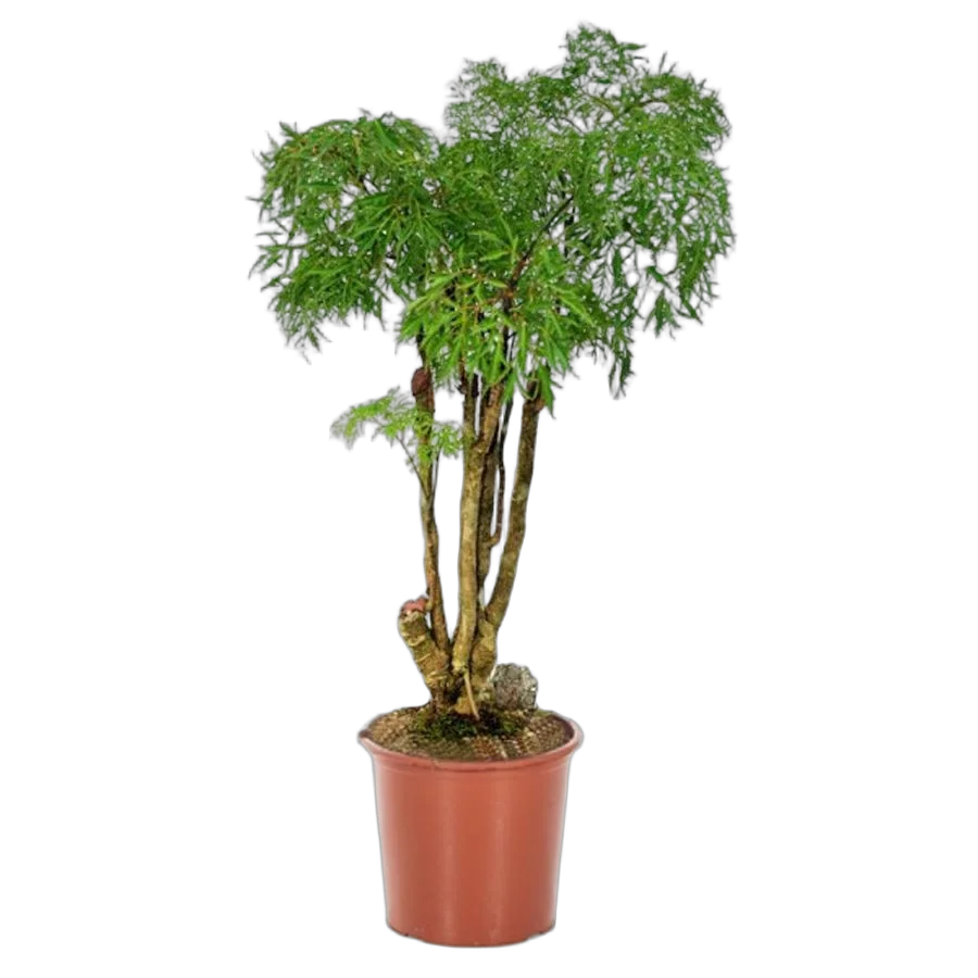 Комнатные деревья