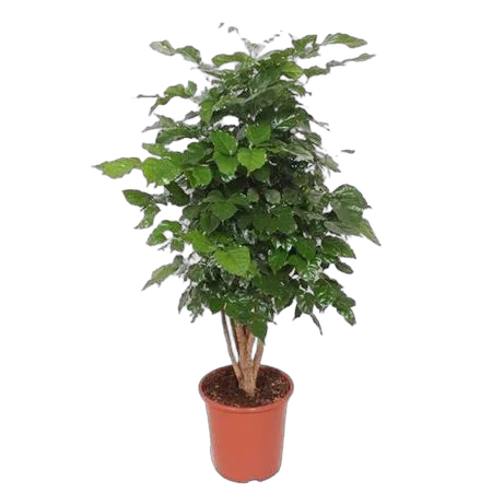 Радермахера китайская - Radermachera chinensis D27 H140