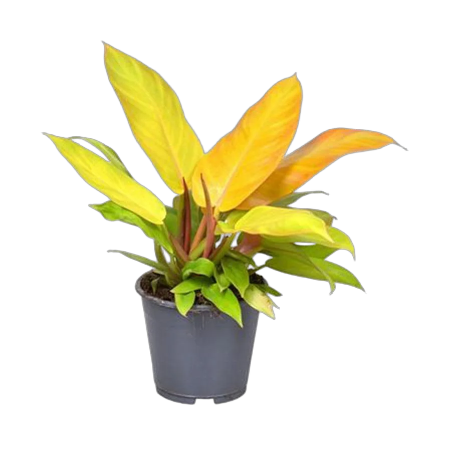 Филодендрон Принц Оранж - Philodendron Prince Of Orange D14 H30
