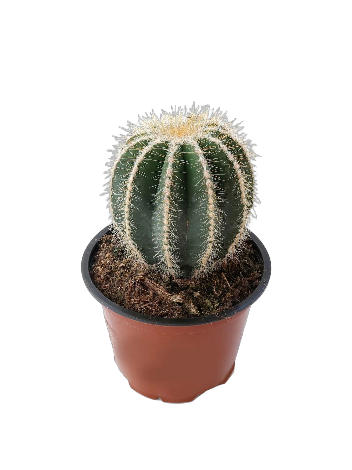 Эриокактус великолепный, Пародия великолепная - Eriocactus magnificus D12 H15