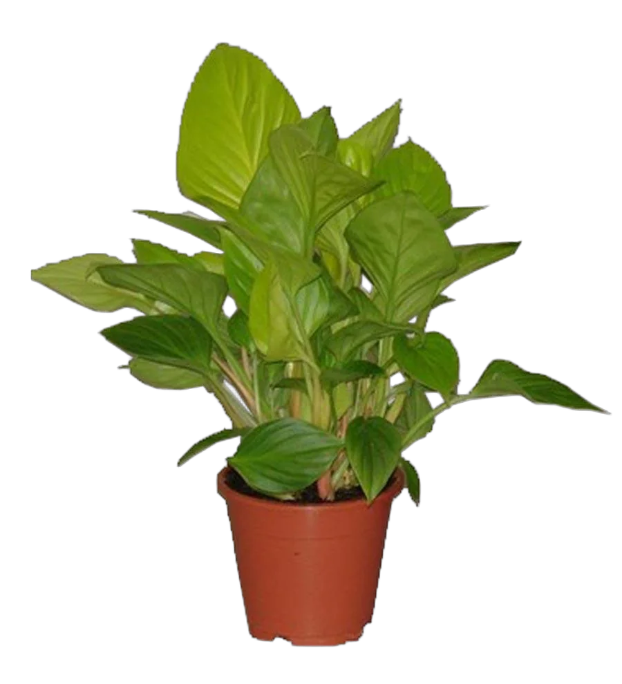 Гомаломена (Хомаломена) - Homalomena rubescens Sunshine D12 H30