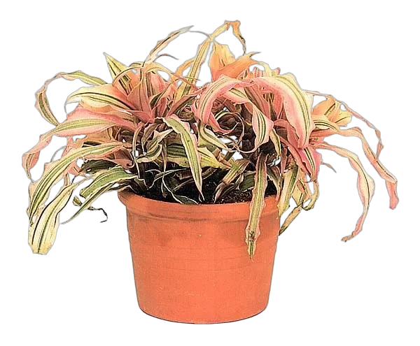 Криптантус бромелиевидный - Cryptanthus D9 H10