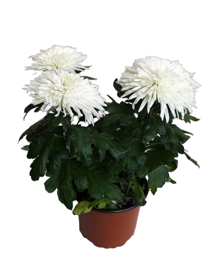 Хризантема Зембла Шар - Chrysanthemum D12 H30