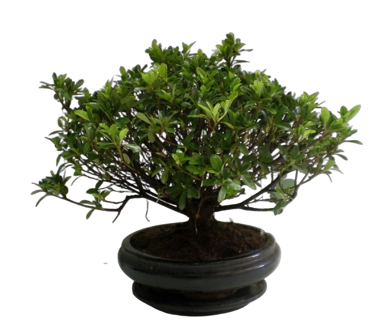 Цветущий бонсай Азалия D18 H30