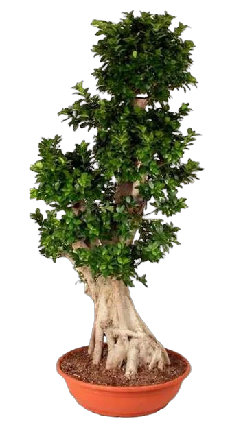Бонсай Фикус Микрокарпа толстый ствол - Bonsai Ficus microcarpa D82 H200