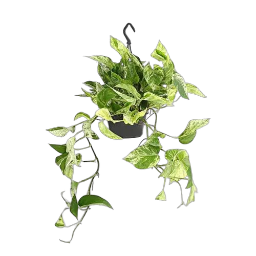Эпипремнум Марбл Квин - Epipremnum marble queen D15 H30