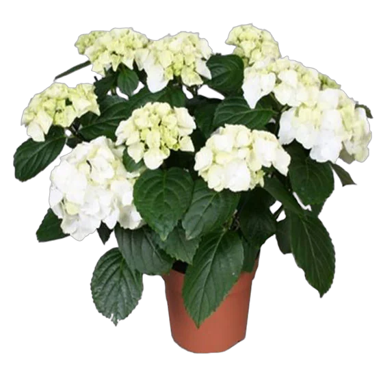 Гидрангия в горшке (Гортензия) белая - Hydrangea Rosita D18 H45
