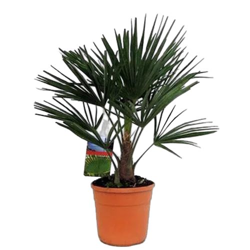 Пальма Трахикарпус - Trachycarpus D27 H90