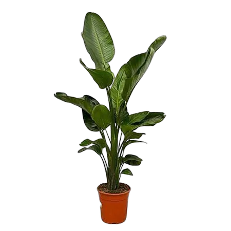 Стрелиция Николай - Strelitzia Nicolai D24 H160