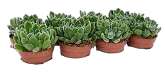 Эхеверия лиловая - Echeveria lilacina D5 H10