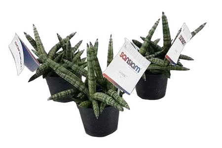 Сансевьера Шабики - Sansevieria Shabiki D10 H25