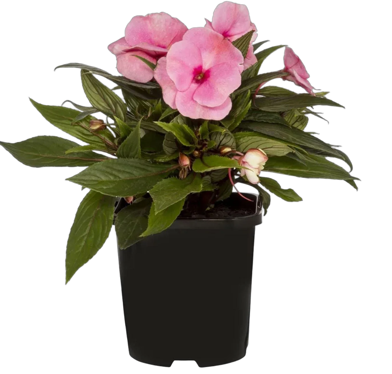 Бальзамин (Импатиенс) - Balsaminaceae D12 H25