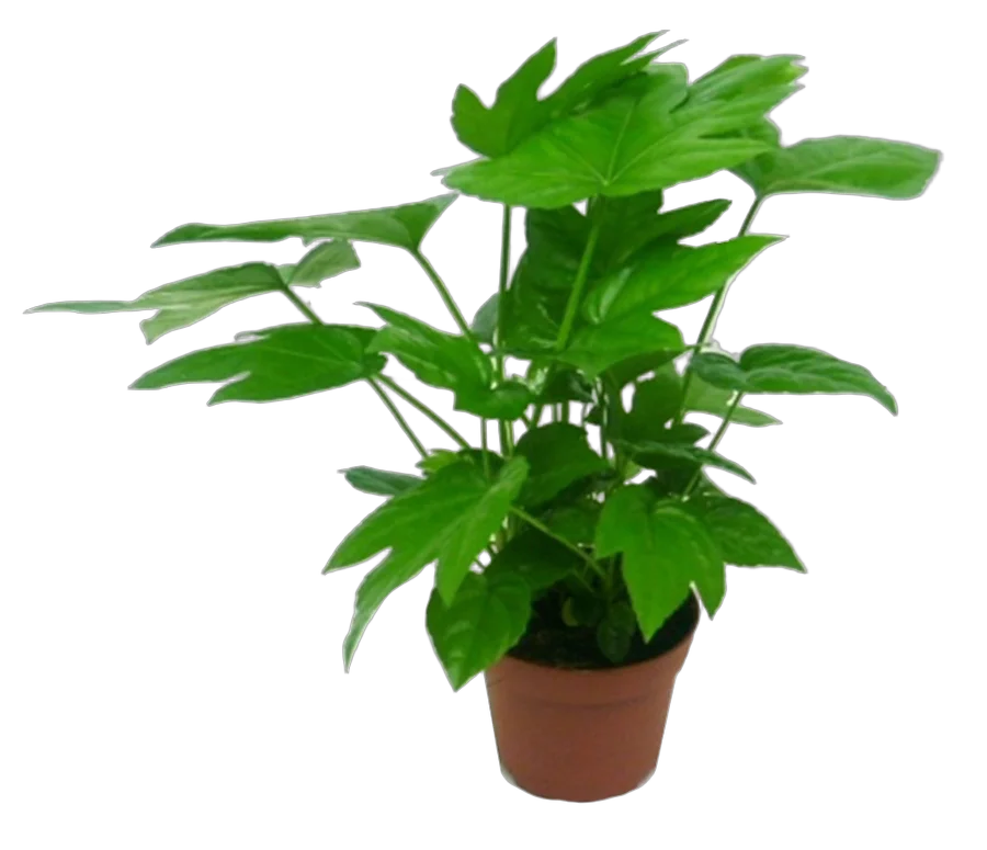 Фатсия японская - Fatsia japonica D12 H30