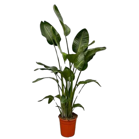 Стрелиция Николай 4пп - Strelitzia Nicolai D27 H190