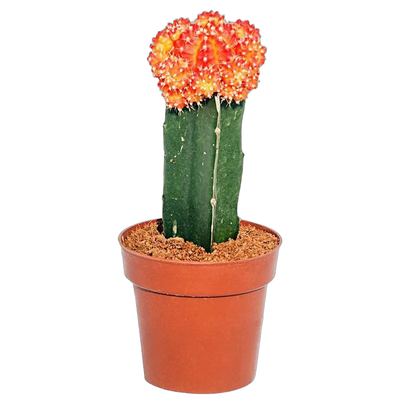 Гимнокалициум Михановича двухцветный - Gymnocalycium D9 H15