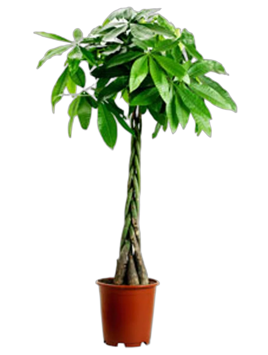 Пахира Акватика - Pachira D30 H180