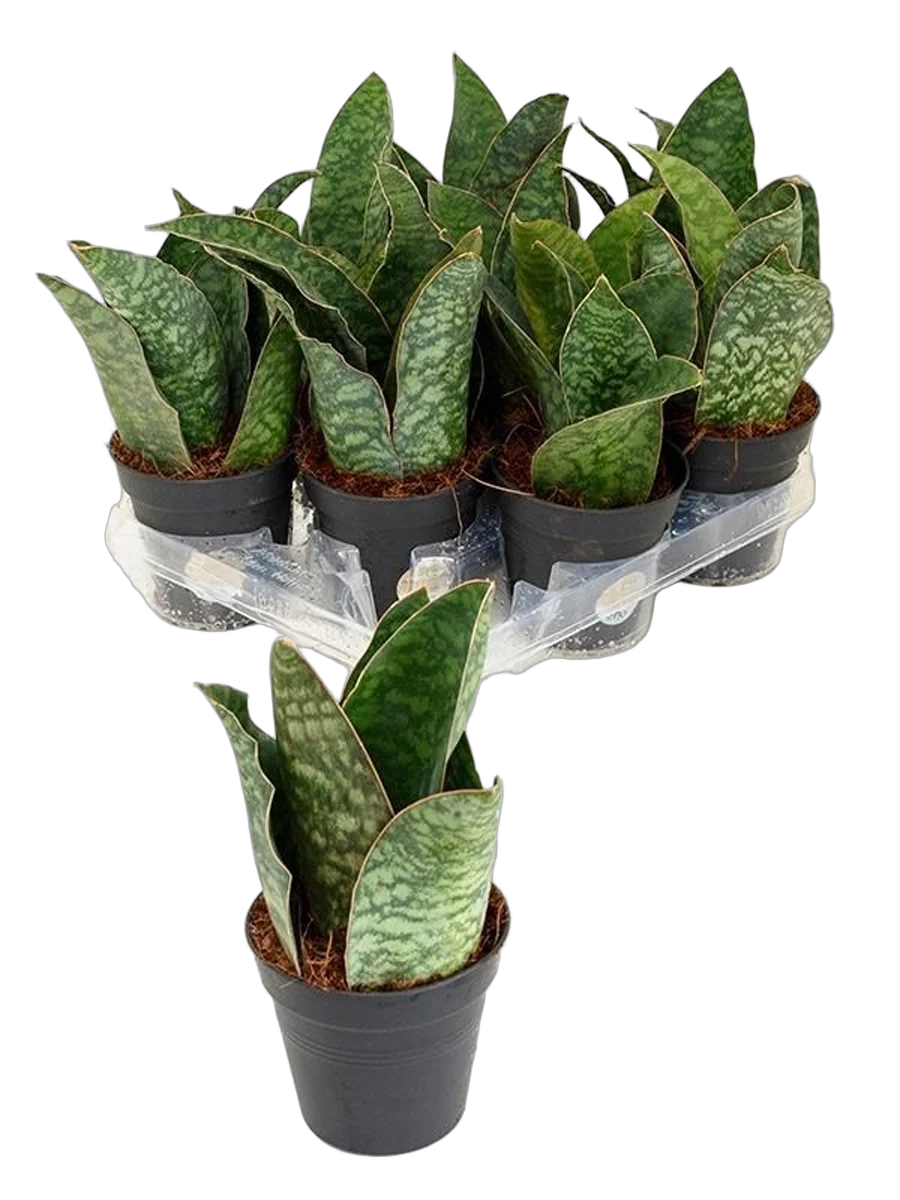Сансевиерия Трехполосая - Sansevieria trifasciata coral black D15 H35