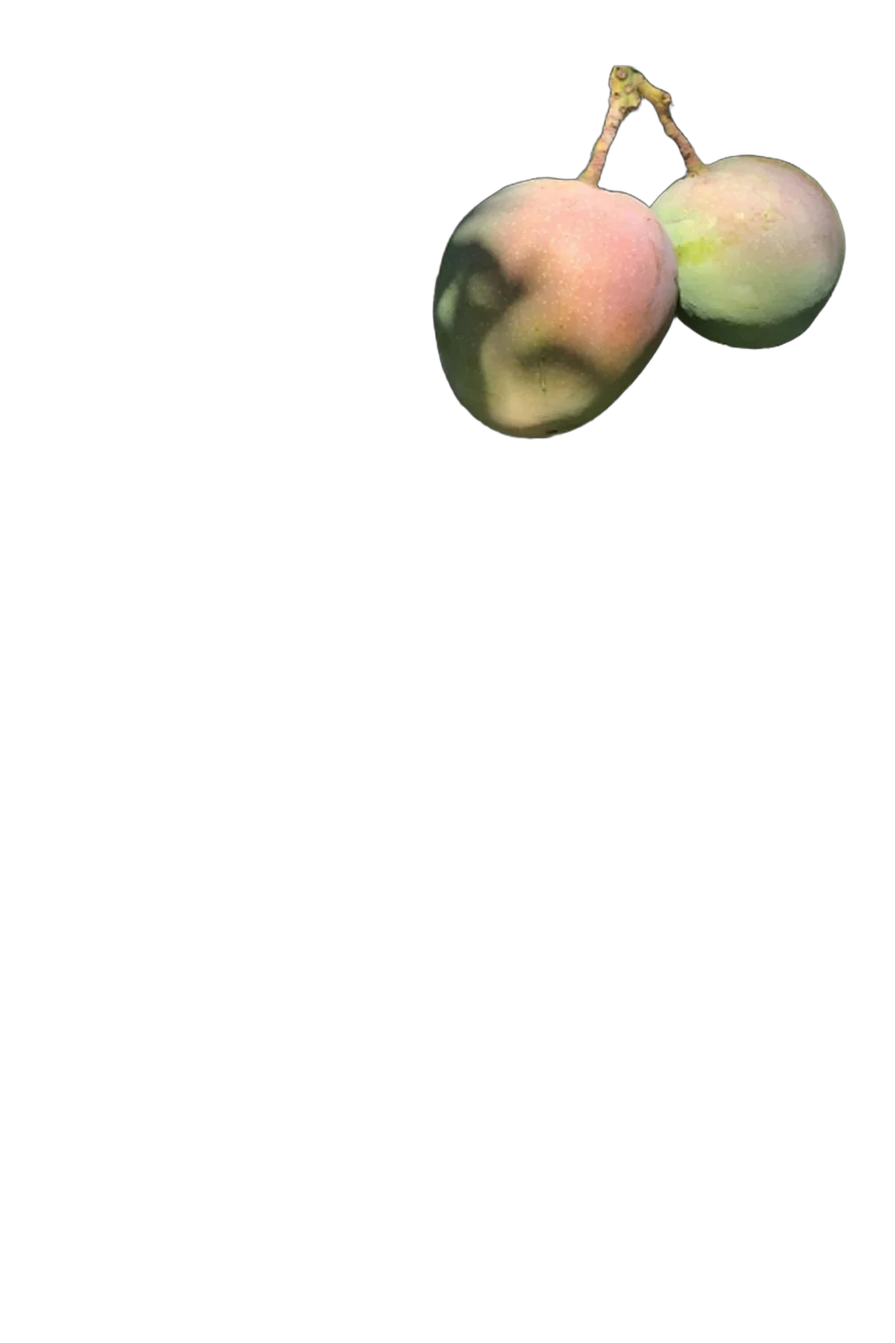 Манго К.Прайд - Mangifera Kens Pride D18 H140-165см