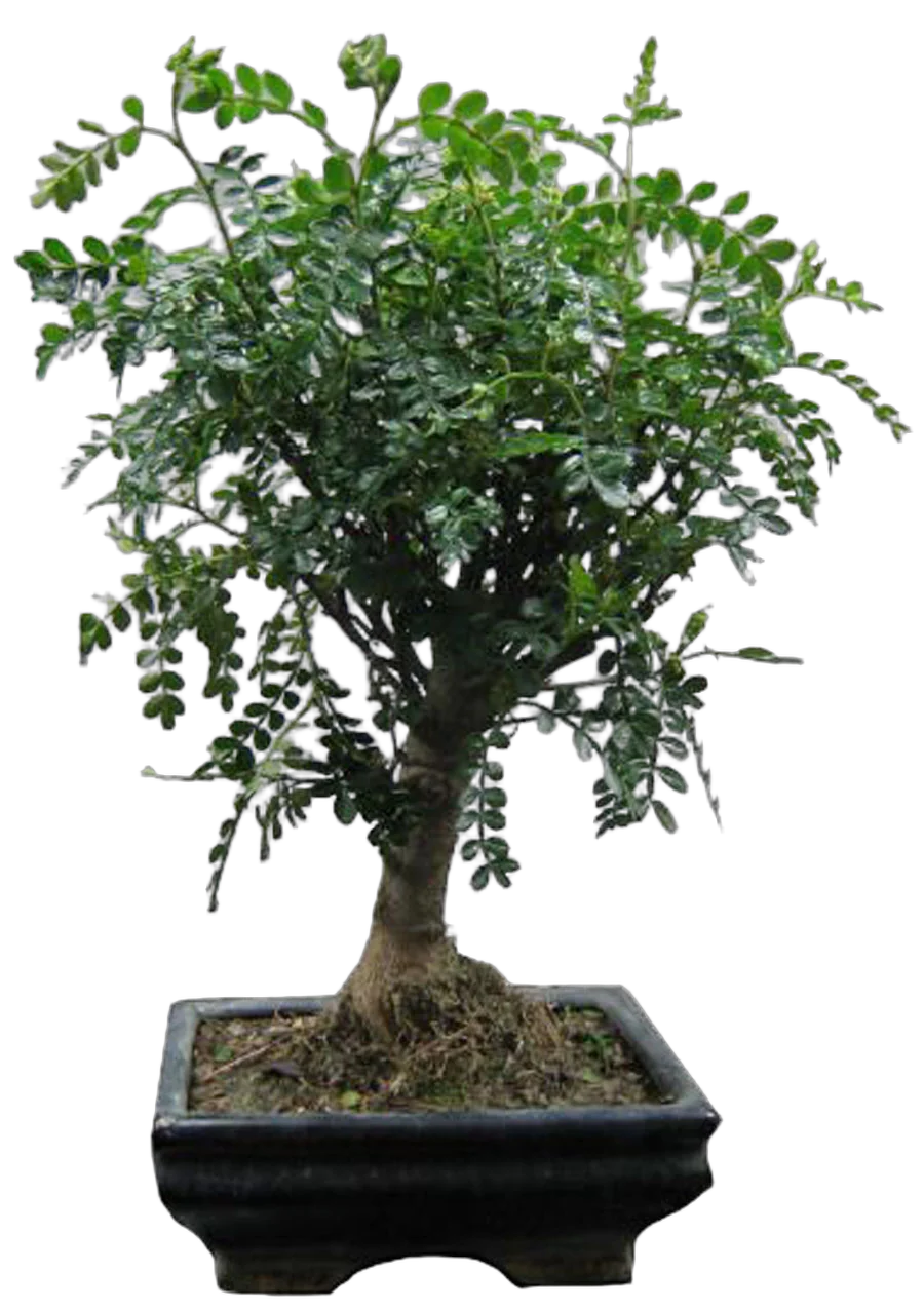Бонсай Перечное дерево (Шинус) - Bonsai Schinus D20 H25