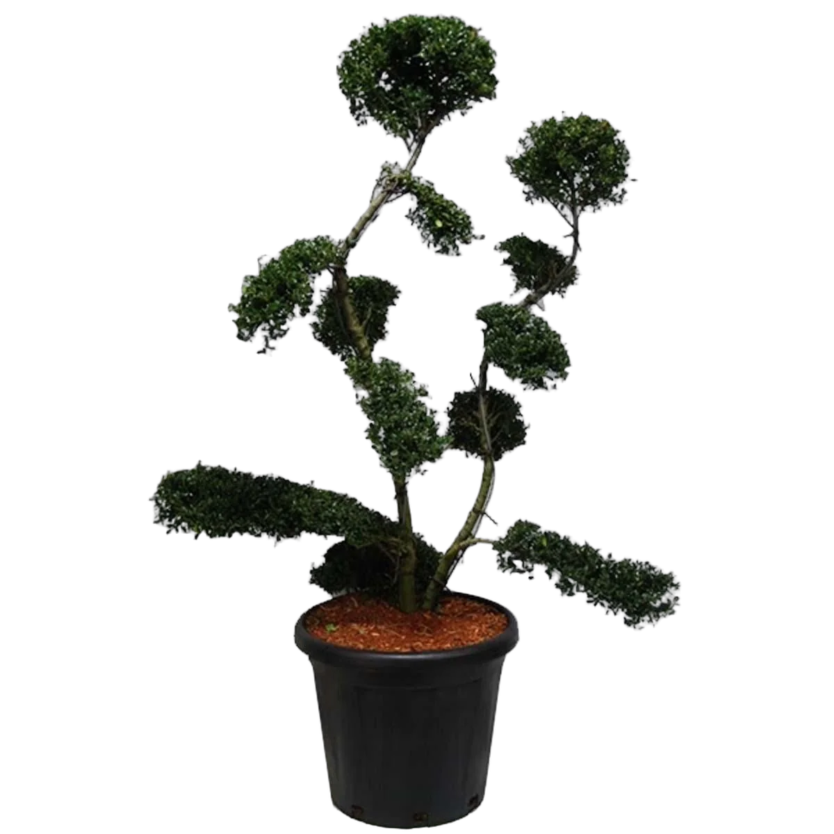 Бонсай Падуб, Дуб каменный, илекс - Bonsai Quercus ilex D40 H140
