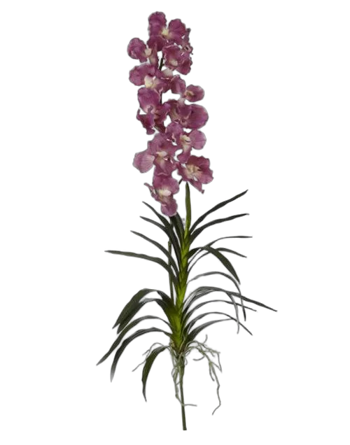 Ванда Марон  - Vanda Sumathi Maroon H90