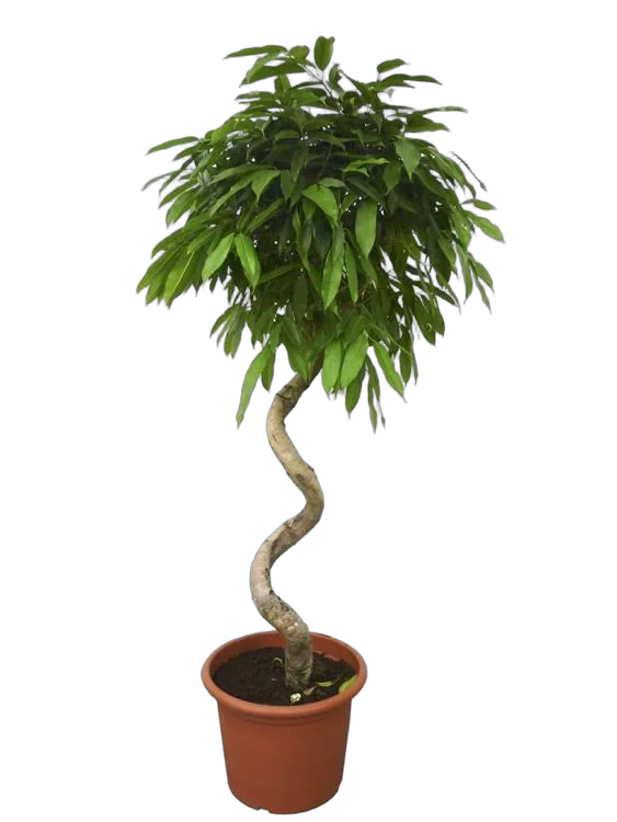 Фикус Биннедика Али спираль - Ficus binnendijkii Alii D25 H120