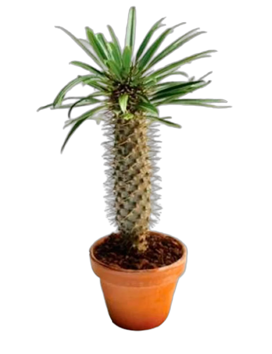 Пахиподиум Жайи - Pachypodium geayi Cost. et Bois  D30 H80